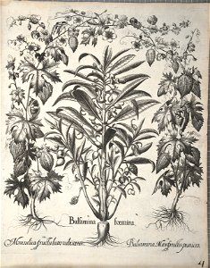 Hortus Eystettensis, 1640 (BHL 45339 344) - Classis Autumnalis 4