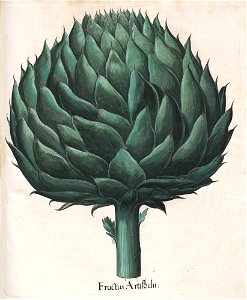 Hortus Eystettensis, 1613 (KU 2894-3 311) -Autumnalis,4,4