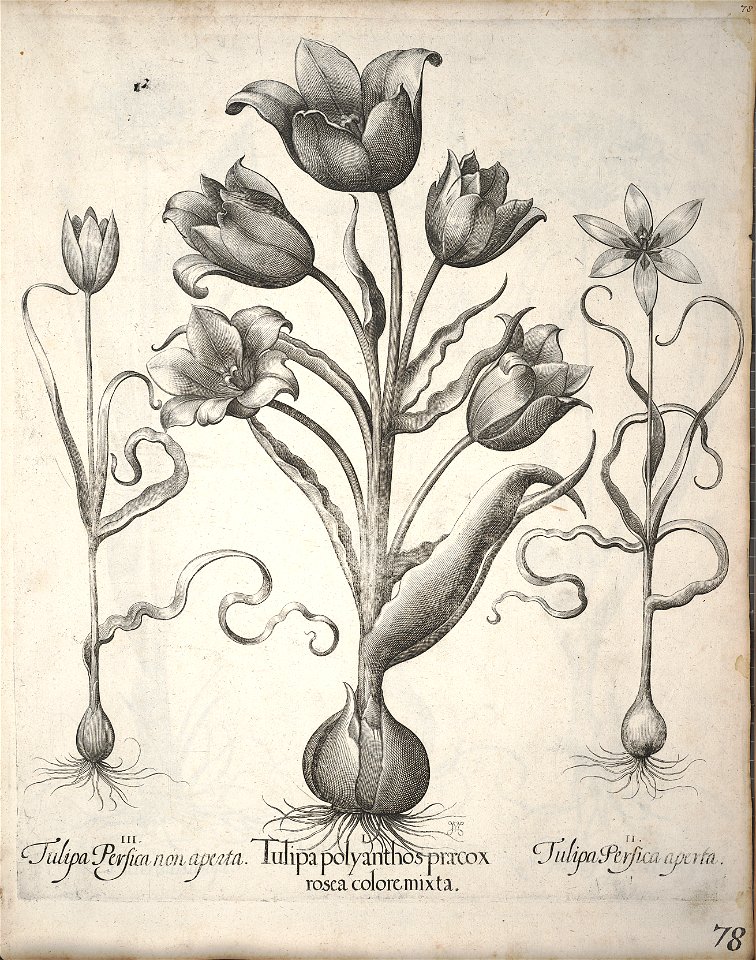 Hortus Eystettensis, 1640 (BHL 45339 089) - Classis Verna 78