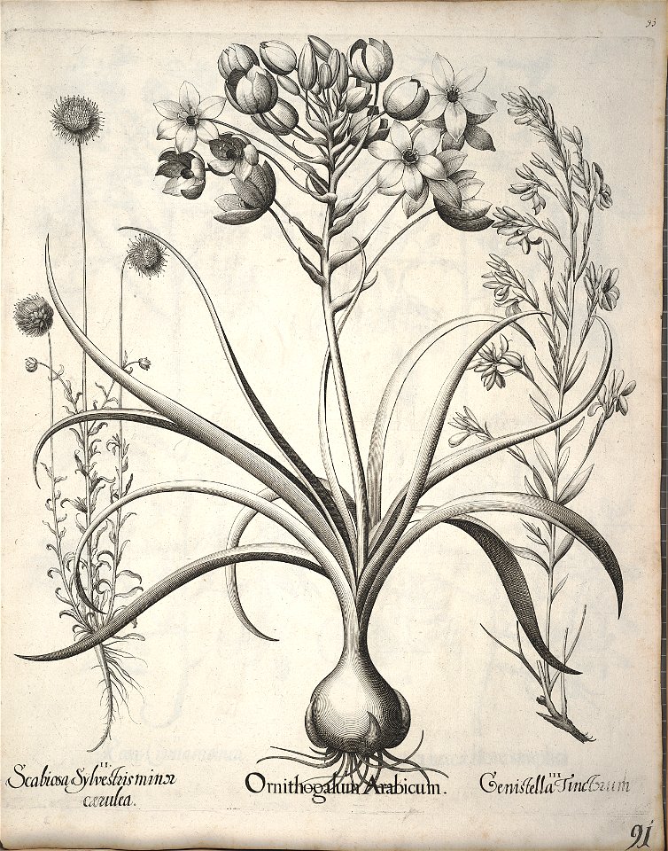 Hortus Eystettensis, 1640 (BHL 45339 102) - Classis Verna 91