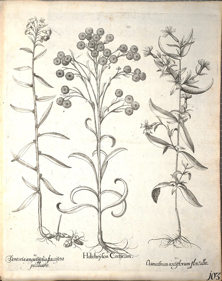 Hortus Eystettensis, 1640 (BHL 45339 255) - Classis Aestiva 103
