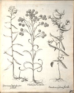 Hortus Eystettensis, 1640 (BHL 45339 255) - Classis Aestiva 103