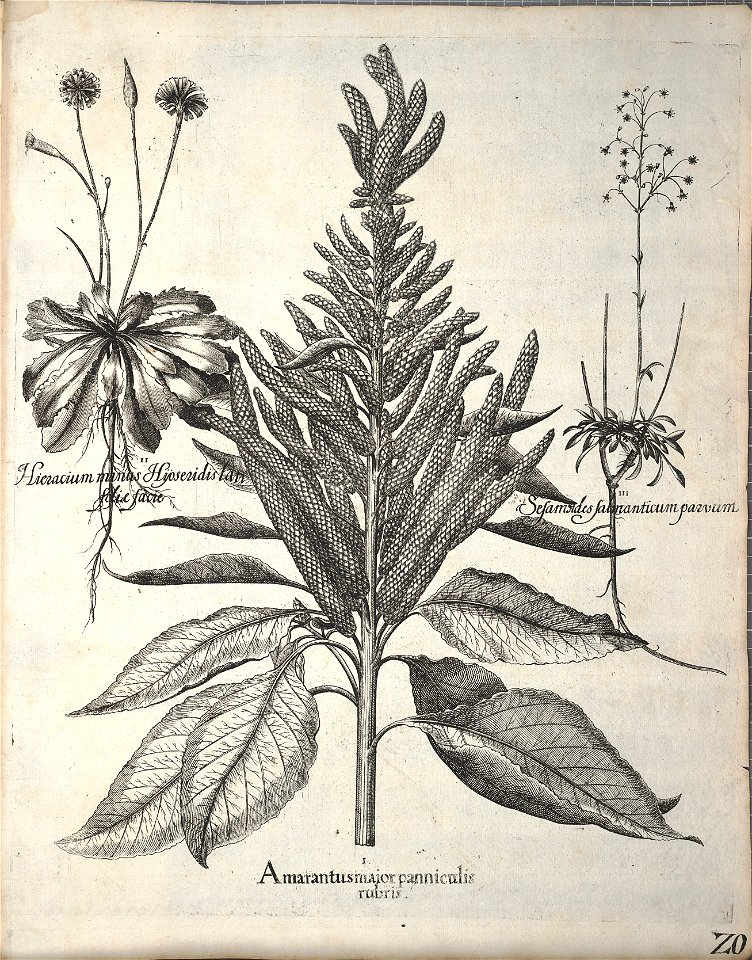 Hortus Eystettensis, 1640 (BHL 45339 360) - Classis Autumnalis 20
