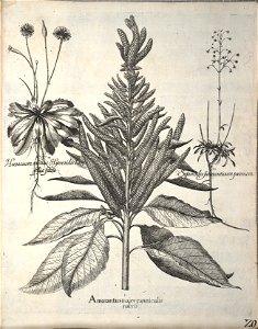 Hortus Eystettensis, 1640 (BHL 45339 360) - Classis Autumnalis 20