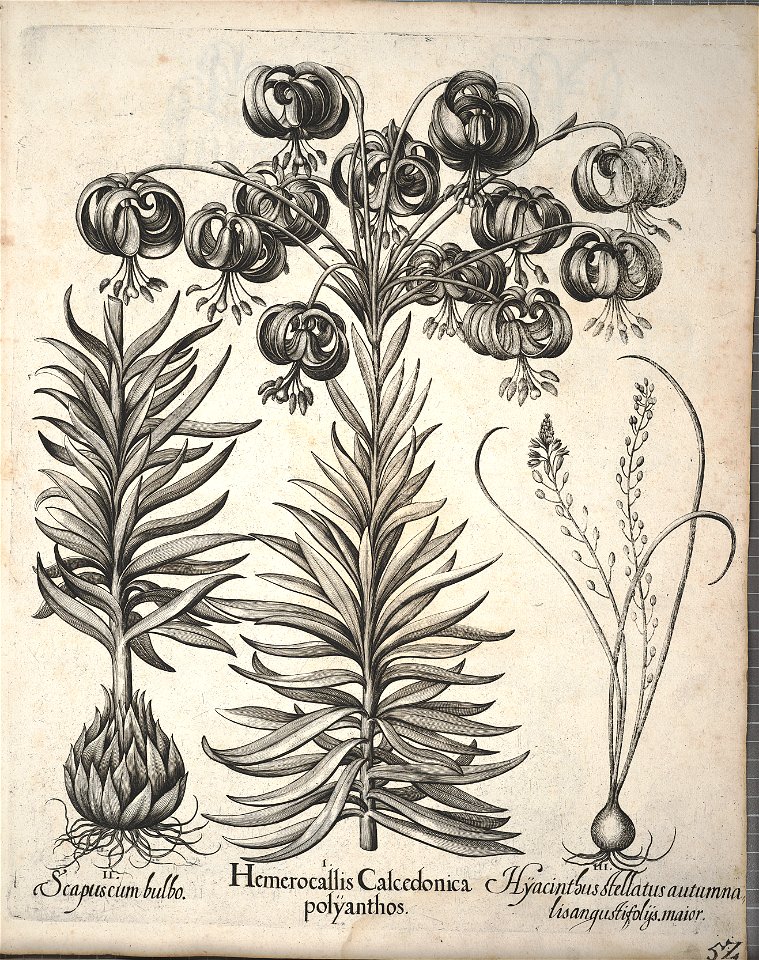 Hortus Eystettensis, 1640 (BHL 45339 204) - Classis Aestiva 52