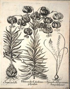 Hortus Eystettensis, 1640 (BHL 45339 204) - Classis Aestiva 52