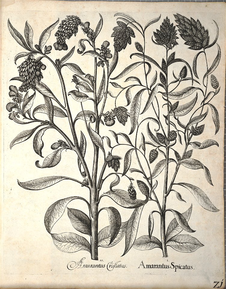 Hortus Eystettensis, 1640 (BHL 45339 361) - Classis Autumnalis 21