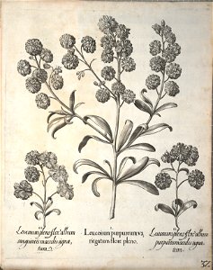 Hortus Eystettensis, 1640 (BHL 45339 184) - Classis Aestiva 32