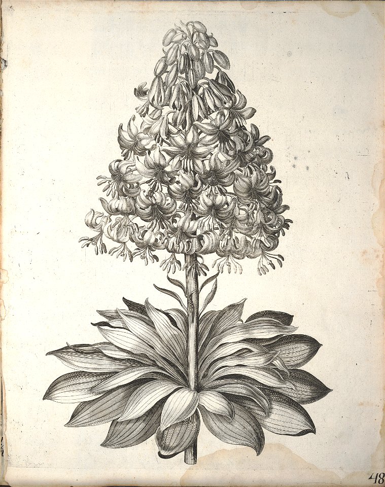 Hortus Eystettensis, 1640 (BHL 45339 200) - Classis Aestiva 48