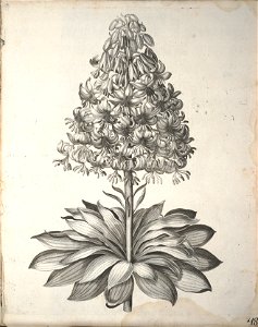 Hortus Eystettensis, 1640 (BHL 45339 200) - Classis Aestiva 48