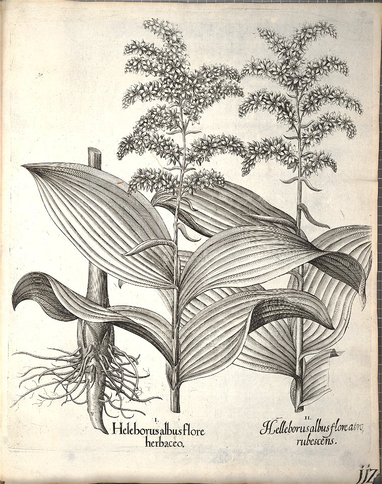 Hortus Eystettensis, 1640 (BHL 45339 264) - Classis Aestiva 112