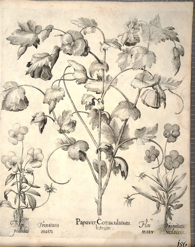 Hortus Eystettensis, 1640 (BHL 45339 308) - Classis Aestiva 156