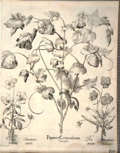 Hortus Eystettensis, 1640 (BHL 45339 308) - Classis Aestiva 156