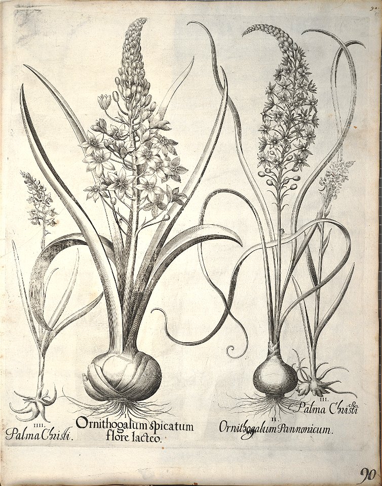 Hortus Eystettensis, 1640 (BHL 45339 101) - Classis Verna 90