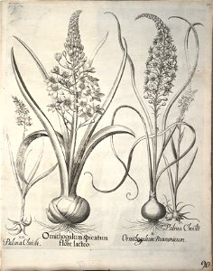 Hortus Eystettensis, 1640 (BHL 45339 101) - Classis Verna 90
