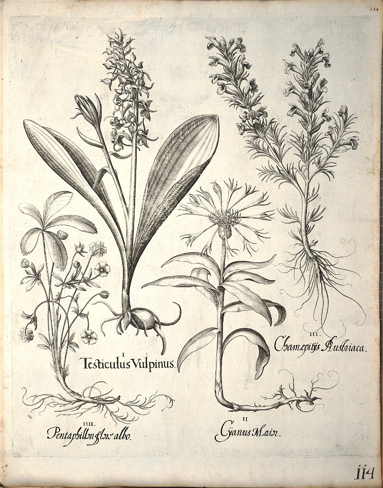 Hortus Eystettensis, 1640 (BHL 45339 125) - Classis Verna 114