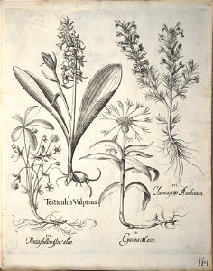 Hortus Eystettensis, 1640 (BHL 45339 125) - Classis Verna 114