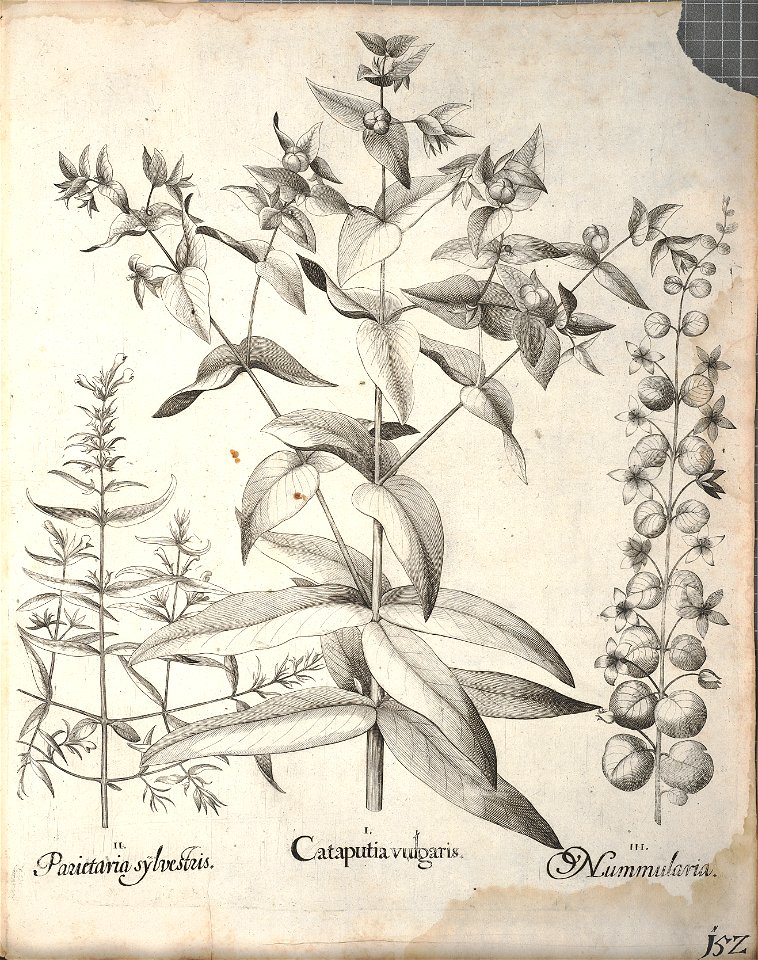 Hortus Eystettensis, 1640 (BHL 45339 304) - Classis Aestiva 152