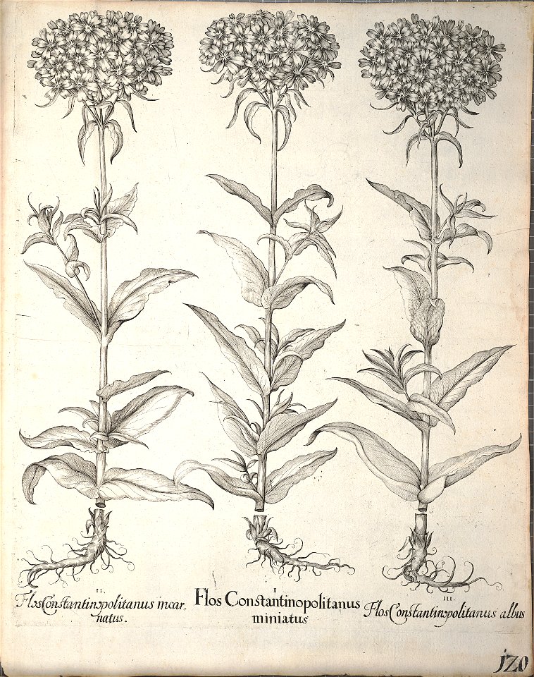 Hortus Eystettensis, 1640 (BHL 45339 272) - Classis Aestiva 120