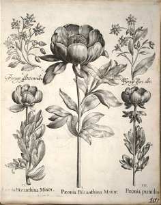 Hortus Eystettensis, 1640 (BHL 45339 118) - Classis Verna 107