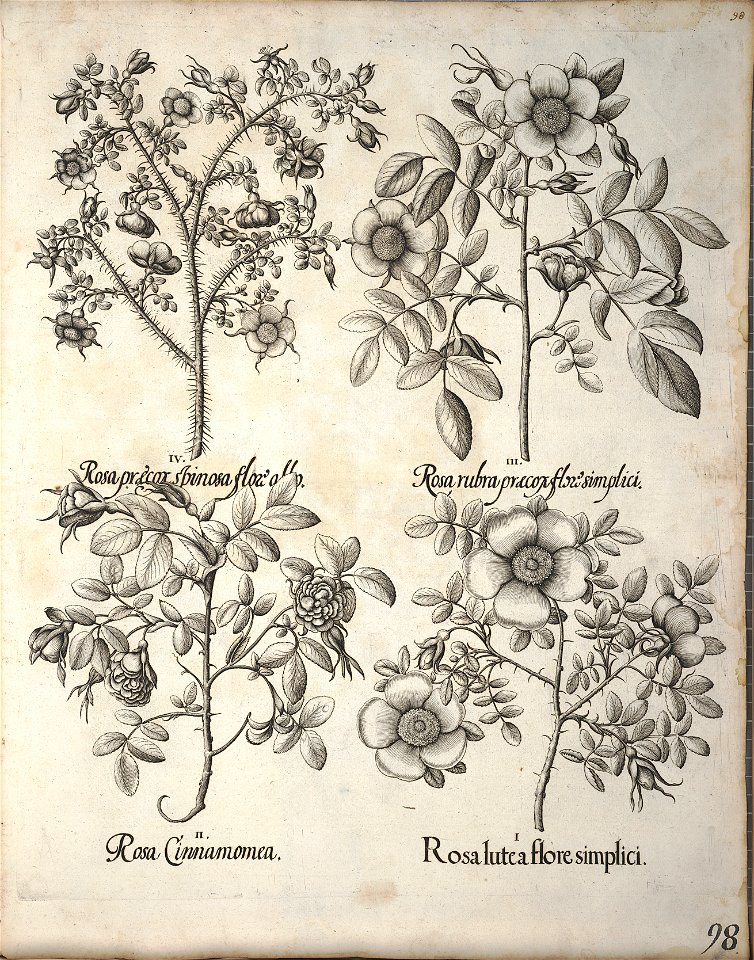 Hortus Eystettensis, 1640 (BHL 45339 109) - Classis Verna 98