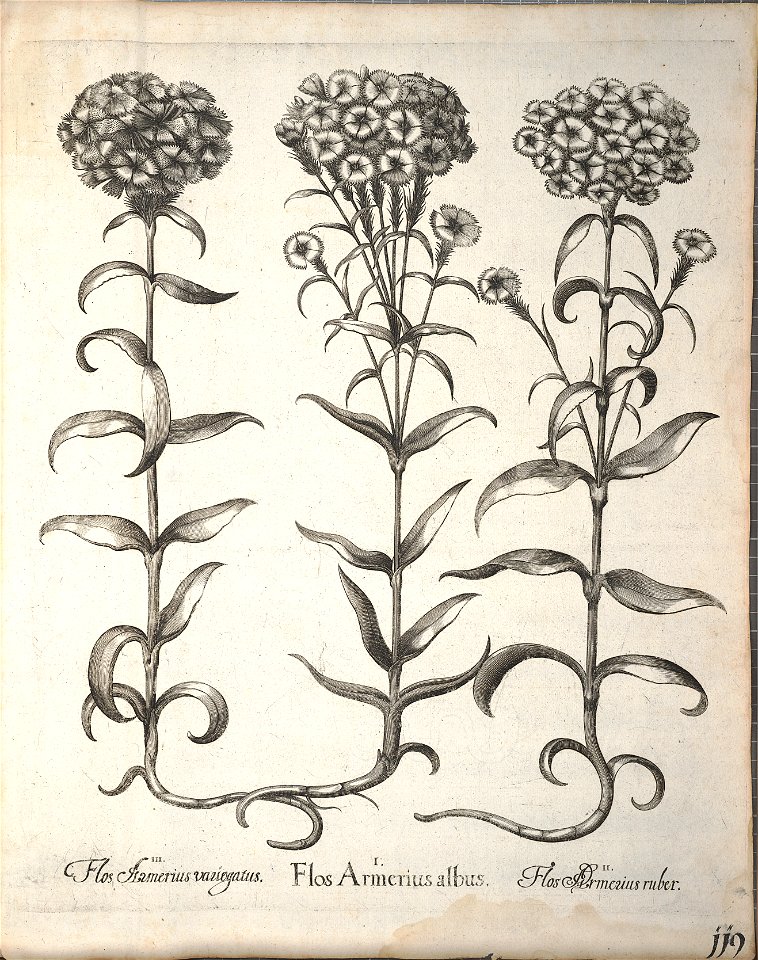Hortus Eystettensis, 1640 (BHL 45339 271) - Classis Aestiva 119