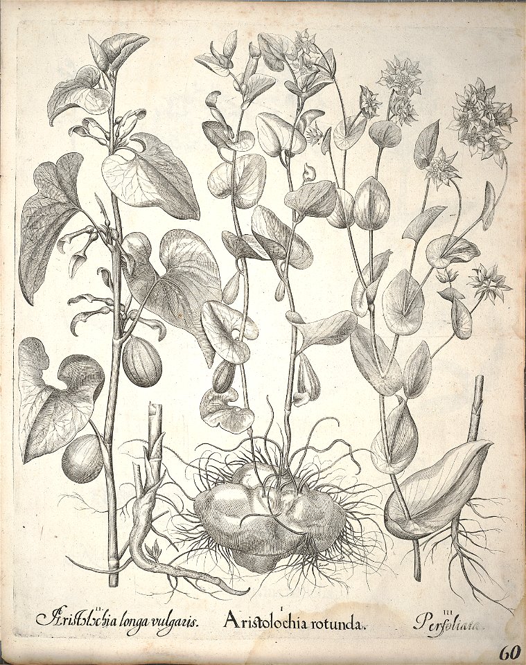 Hortus Eystettensis, 1640 (BHL 45339 212) - Classis Aestiva 60