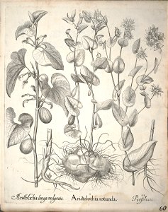 Hortus Eystettensis, 1640 (BHL 45339 212) - Classis Aestiva 60