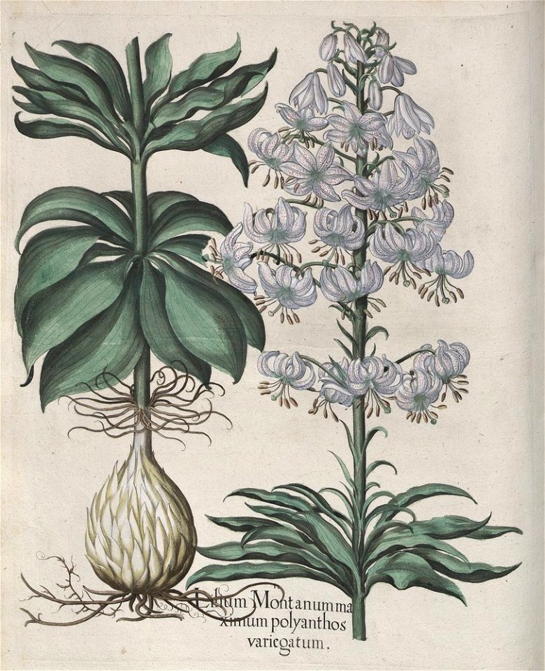 Hortus Eystettensis, 1613 (KU 2894-2 149) -Aestiva,3,3