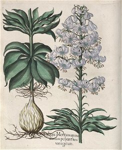 Hortus Eystettensis, 1613 (KU 2894-2 149) -Aestiva,3,3