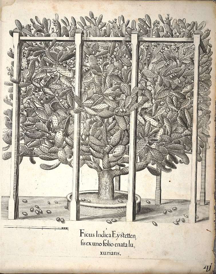 Hortus Eystettensis, 1640 (BHL 45339 381) - Classis Autumnalis 41