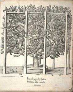 Hortus Eystettensis, 1640 (BHL 45339 381) - Classis Autumnalis 41