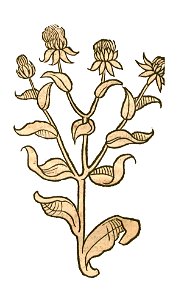 Hortus Cartamus