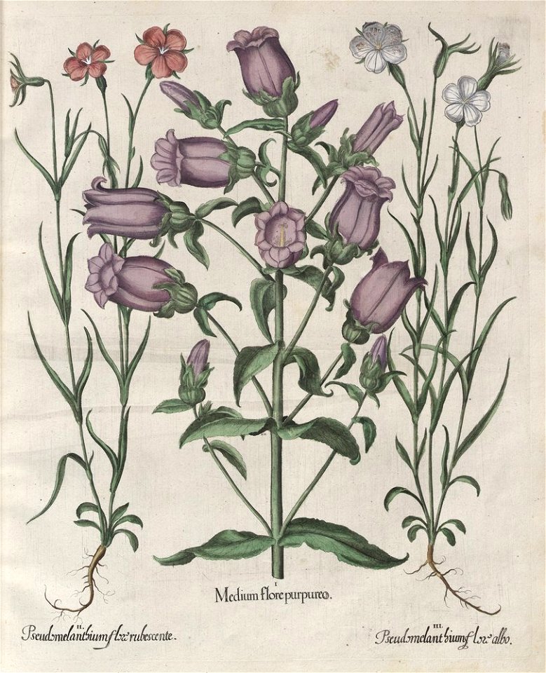 Hortus Eystettensis, 1613 (KU 2894-2 055) -Aestiva,1,4