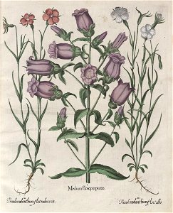 Hortus Eystettensis, 1613 (KU 2894-2 055) -Aestiva,1,4