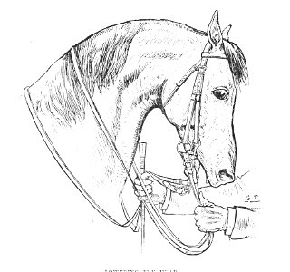 Horsemanship for women 042