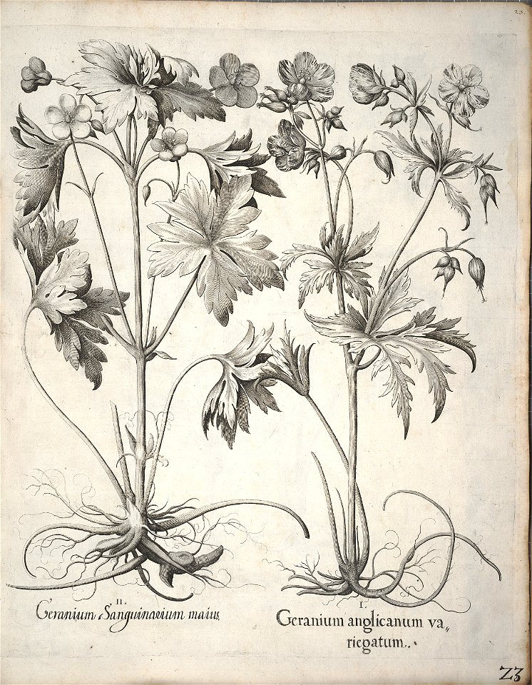 Hortus Eystettensis, 1640 (BHL 45339 034) - Classis Verna 23