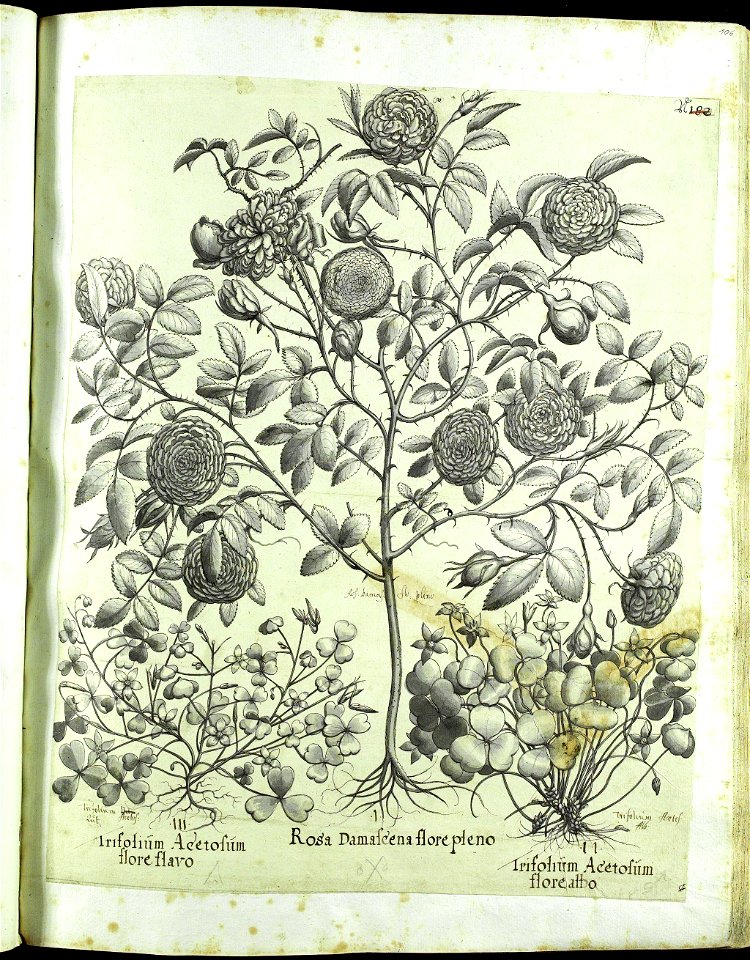 Hortus Eystettensis, Vorzeichnungen (MS 2370 2952586) -Verna,6,1