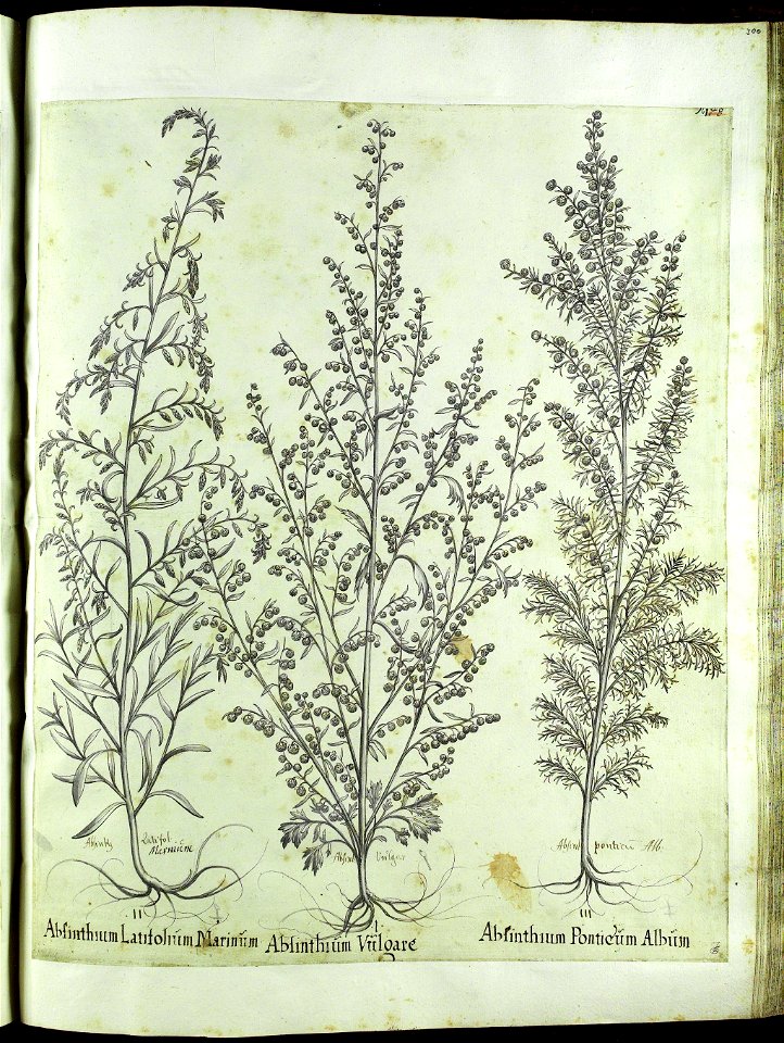 Hortus Eystettensis, Vorzeichnungen (MS 2370 2952781) -Aestiva,12,4
