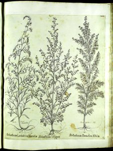Hortus Eystettensis, Vorzeichnungen (MS 2370 2952781) -Aestiva,12,4