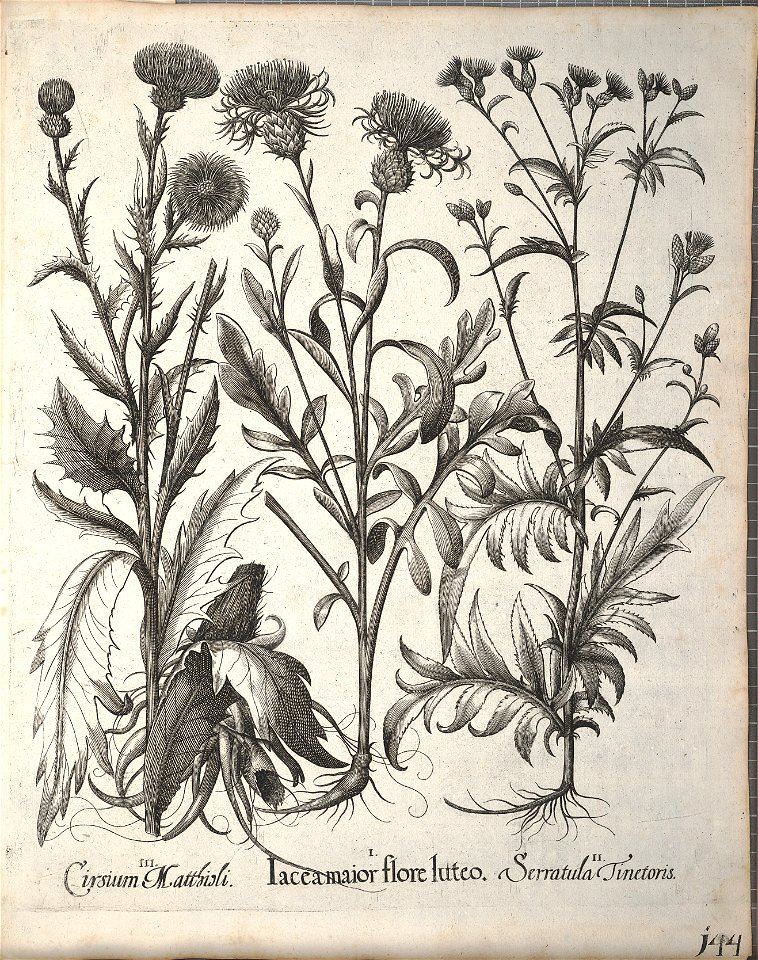 Hortus Eystettensis, 1640 (BHL 45339 296) - Classis Aestiva 144