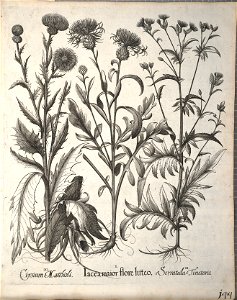 Hortus Eystettensis, 1640 (BHL 45339 296) - Classis Aestiva 144