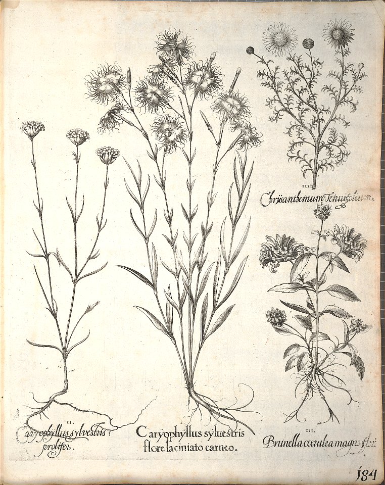 Hortus Eystettensis, 1640 (BHL 45339 336) - Classis Aestiva 184