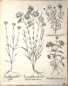 Hortus Eystettensis, 1640 (BHL 45339 336) - Classis Aestiva 184