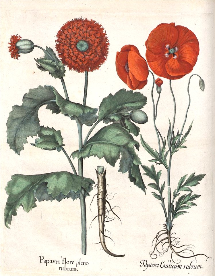 Hortus Eystettensis, 1613 (KU 2894-3 088) -Aestiva,12,7