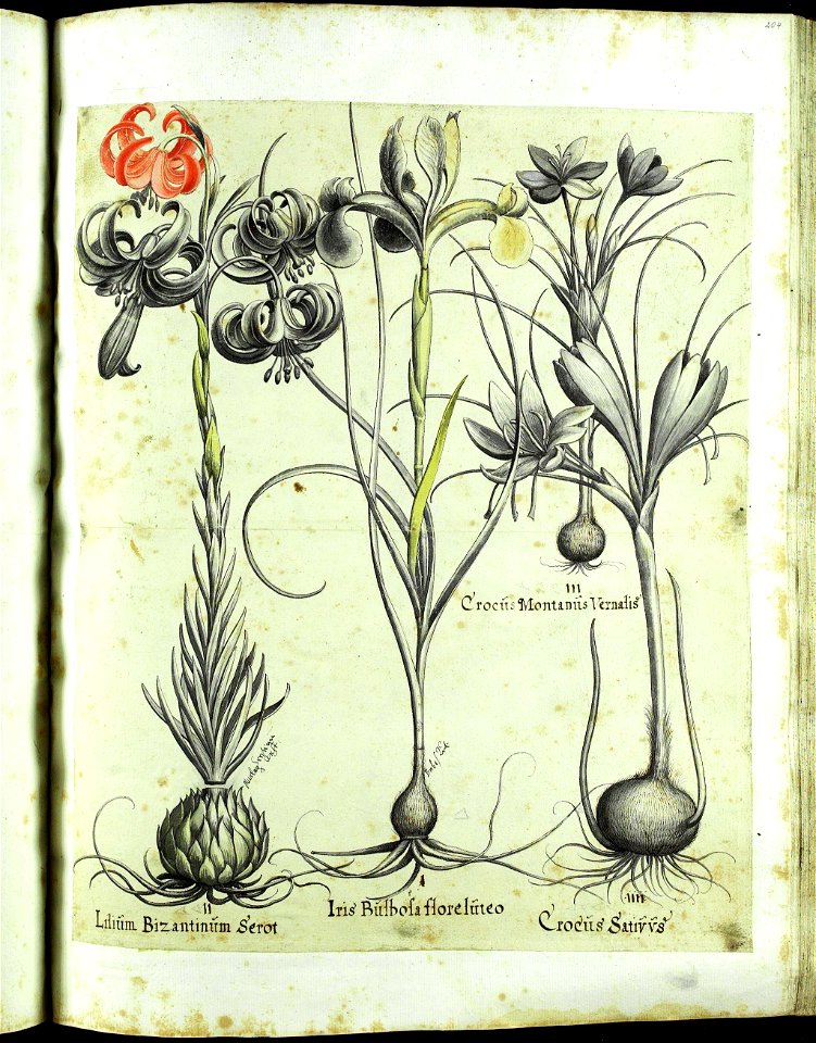 Hortus Eystettensis, Vorzeichnungen (MS 2370 2952685) -Aestiva,3,10