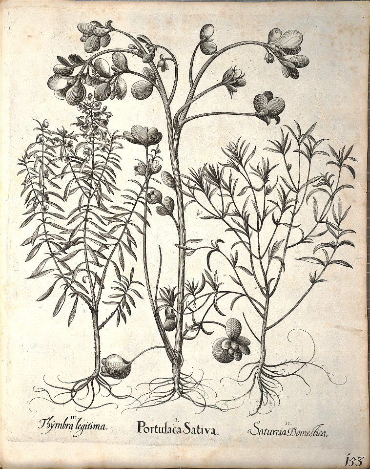 Hortus Eystettensis, 1640 (BHL 45339 305) - Classis Aestiva 153