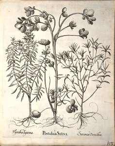 Hortus Eystettensis, 1640 (BHL 45339 305) - Classis Aestiva 153