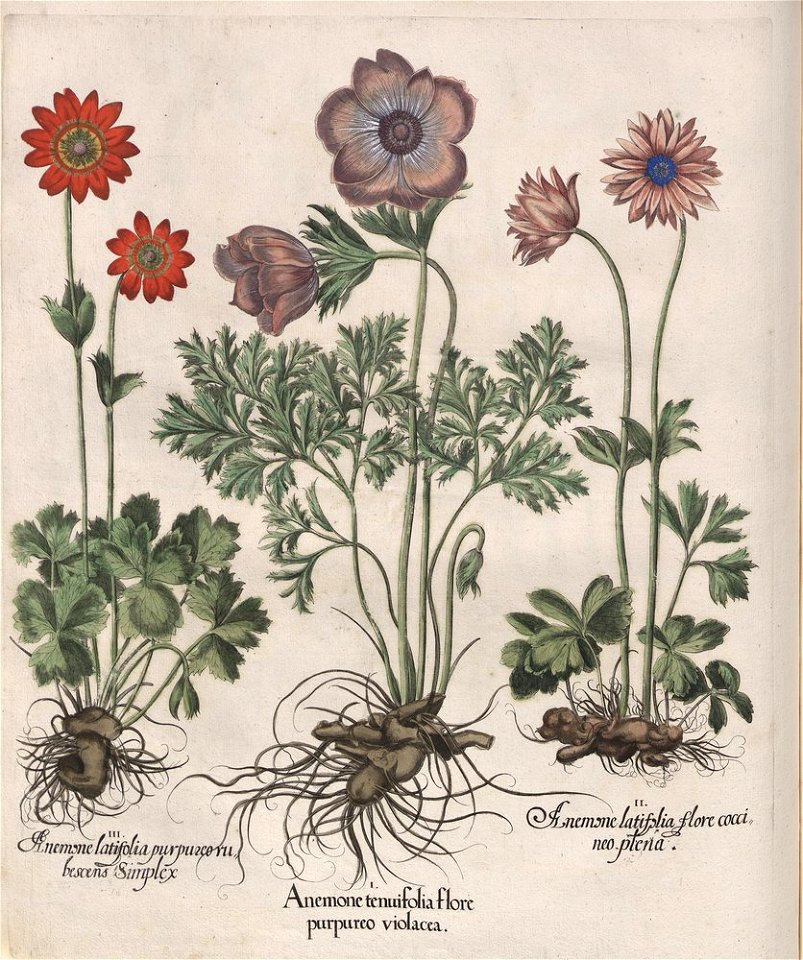 Hortus Eystettensis, 1613 (KU 2894-1 112) -Verna,1,17