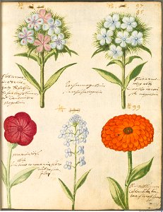 Hortulus Monheimensis - 088